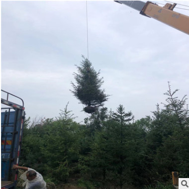 廠家直銷 低價銷售 云杉枝葉茂盛