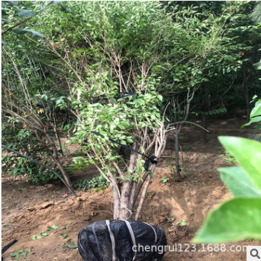 廠家低價出售 叢生金銀木又名金銀忍冬 金銀木