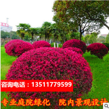 香港四照花種子 紅瑞木種子紅繼木鹽膚木火炬樹種子紅花檵木種子