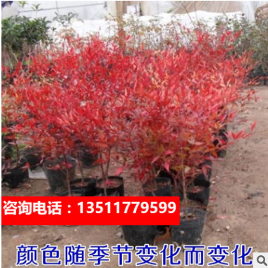 花木種子南天竹種子林木種子 天竹種子 紅天竹 楠天竹種子