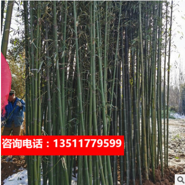 庭院綠植盆栽米竹苗擺放觀賞竹觀音竹竹子鳳尾竹室內(nèi)微型陽臺盆景
