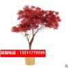 日本紅楓樹苗四季紅紅舞姬盆栽美國中國三季紅紅楓苗盆景風景樹