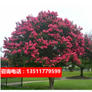 紫薇樹苗南方北方盆栽地栽百日紅苗庭院花木風景樹當年開花紫金苗