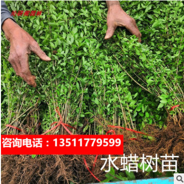 金葉女貞樹苗金森女貞球 小葉女貞樹苗水蠟樹苗 庭院圍墻耐寒綠籬