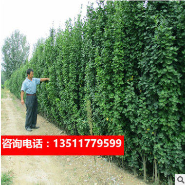 綠化苗冬青苗樹苗法國冬青冬青樹苗籬笆樹四季常青耐寒籬笆樹苗