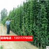 綠化苗冬青苗樹苗法國冬青冬青樹苗籬笆樹四季常青耐寒籬笆樹苗