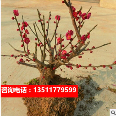 海棠花苗素心臘梅盆景花卉老樁紅梅綠梅盆栽陽臺植物梅花樹苗