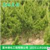 基地供應綠化苗木龍柏小苗 小龍柏 龍柏球 園林綠化四季常青