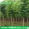 基地直銷白蠟樹 速生白蠟 對節白臘小樹批發綠化工程庭院樹