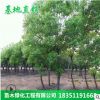 烏桕 苗木 工程綠化 園林 叢生花卉烏桕基地直銷批發喬木 樹苗