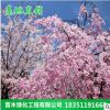 基地直銷園林綠化工程苗 櫻花樹苗 早櫻 晚櫻 規格齊全 量大優惠