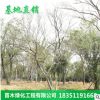 庭院綠化樹木叢生樸樹 供應(yīng)優(yōu)質(zhì)樸樹小苗 園林綠化四季常青