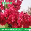 基地直銷綠化喬木 紫葉碧桃苗 品種規(guī)格齊全 量大優(yōu)惠 綠化環(huán)境