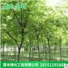批發(fā)櫸樹樹苗行道庭蔭樹 紅櫸木苗 園林工程綠化櫸樹苗木規(guī)格齊全