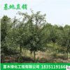 產(chǎn)地直銷 工程園林綠化行道樹 庭院耐寒植物風(fēng)景樹西府海棠