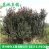 基地直銷優(yōu)質(zhì)綠化苗木 紫葉李樹苗批發(fā) 品種規(guī)格齊全 量大優(yōu)惠