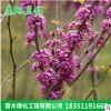 四季庭院綠化工程苗紫荊花苗 紫荊樹苗 庭院綠化地被植物