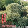 供應(yīng)金邊黃楊小苗 金邊黃楊球 品種好 優(yōu)惠價直銷