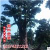 低價出售30—80公分羅漢松古樁 羅漢松造型樹 質(zhì)量好價格優(yōu)