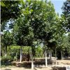 山東速生法桐樹苗價格基地直銷苗圃直銷 懸鈴木市場行情成活率高