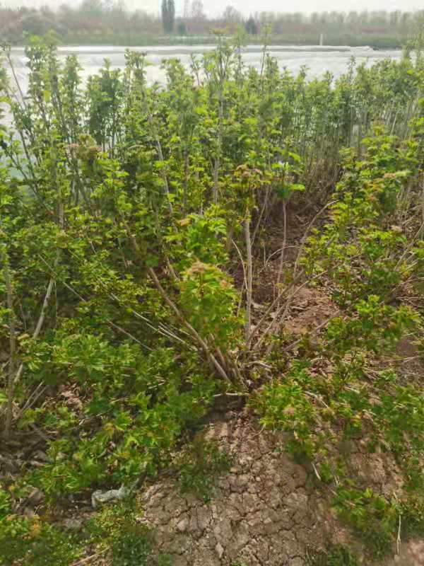 天目瓊花1.5米高