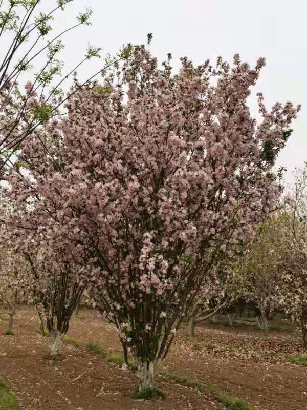 西府海棠10—20cm