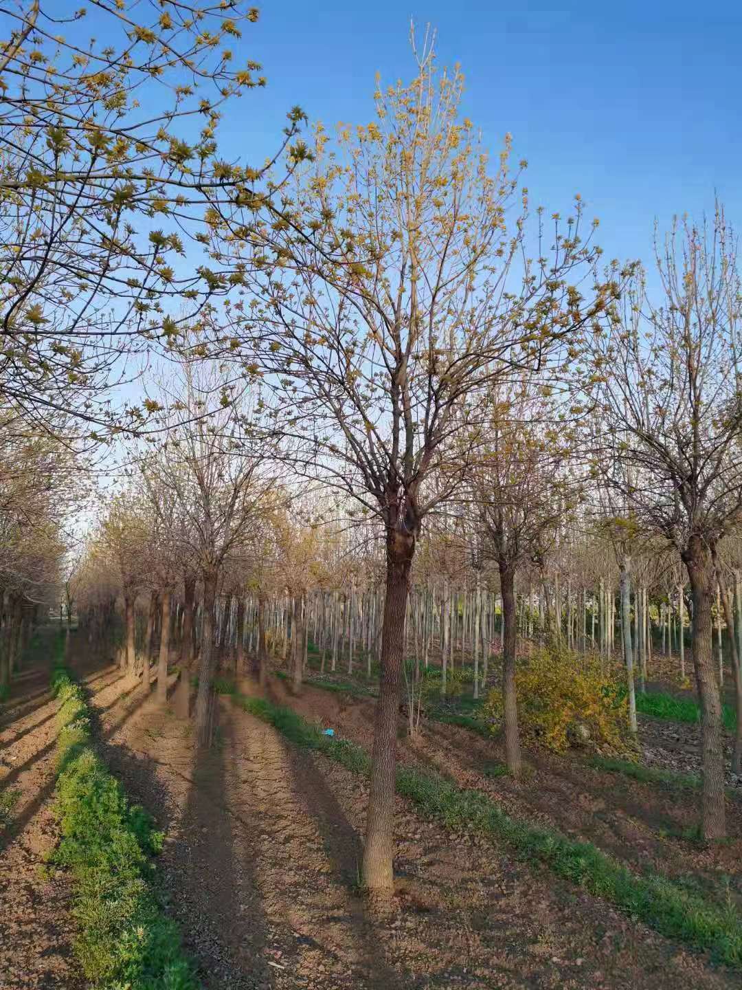 金葉白蠟14—16cm