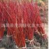 供應綠化苗木 與常綠喬木相間種植，得紅綠相映之效果 紅瑞木
