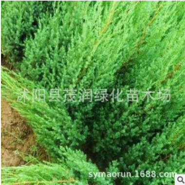 工程綠化苗北京檜 刺柏 刺松苗 蜀檜苗 塔柏苗四季常青