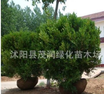茂潤綠化苗木場綠籬植物 瓜子黃楊球 另有各種大球