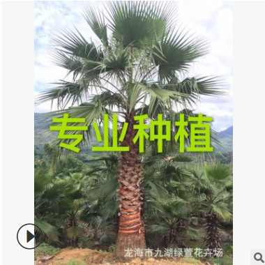 福建 老人葵 華棕 老人葵批發 華盛頓棕櫚 大量供應價格報價