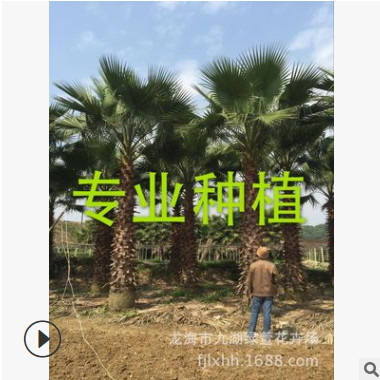 福建老人葵樹批發 福建華盛頓椰子樹報價 福建華盛頓棕櫚樹行情