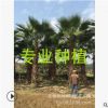福建老人葵樹批發 福建華盛頓椰子樹報價 福建華盛頓棕櫚樹行情