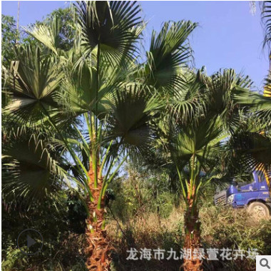 福建蒲葵批發 高桿蒲葵 產地低價直銷 物美價廉 規格齊全