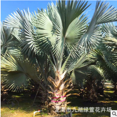 福建霸王棕樹種植基地 大量供應霸王棕桿高1米-3米 一手貨源！