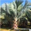 福建霸王棕樹種植基地 大量供應霸王棕桿高1米-3米 一手貨源！