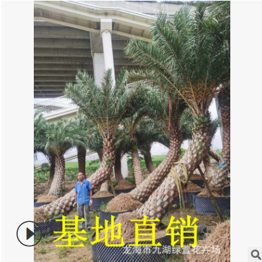 供應高1-2-3-4-5-6-7-8-9米中東海棗價格 銀海棗批發 海棗樹供應