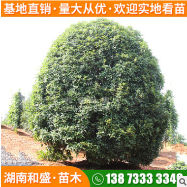 自有苗圃海棠球工程綠化海桐球庭院綠籬四季常青灌木規格齊全