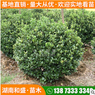 批發大葉黃楊球四季常綠籬大葉黃楊樹柱綠化行道樹造型黃楊盆景