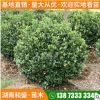 批發大葉黃楊球四季常綠籬大葉黃楊樹柱綠化行道樹造型黃楊盆景