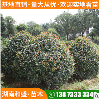 紅葉石楠球綠化工程紅葉石楠樹苗四季常青火焰紅行道景觀樹