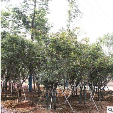 湖南和盛苗圃 紅楓 露地園林植物常綠濕地綠化盆栽紅楓苗批發