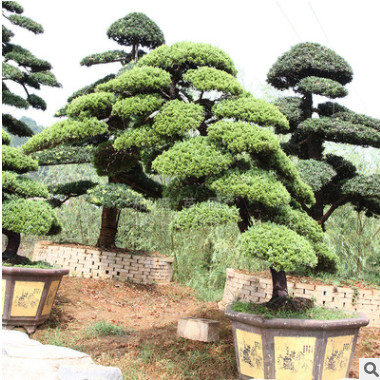 批發真柏盆景別墅庭院花園真柏樁室內外綠化盆栽四季常青樹樁
