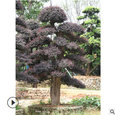 湖南和盛苗圃 欒樹 市政工程庭院種植四季常青行道點綴喬木批發