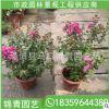 紫薇報價 紫薇樹批發 庭院陽臺室內外盆栽 漳州基地直供