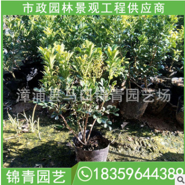 米蘭基地直銷 各種規格供應 米蘭盆栽米蘭袋苗供應