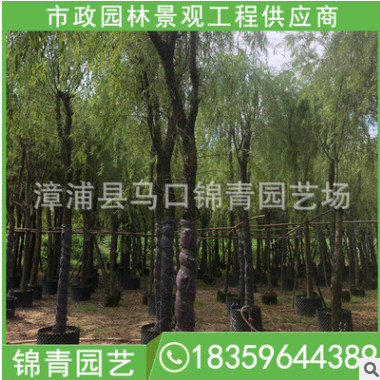 柳樹移植苗 柳樹 庭院風景柳樹 垂柳樹工程綠化 規格齊全