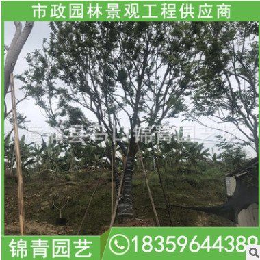 樸樹報價 樸樹批發 價格12000 各種規格供應