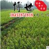 低價批發 云南黃馨 云南黃素馨苗 綠化苗木 規格齊全 量大從優