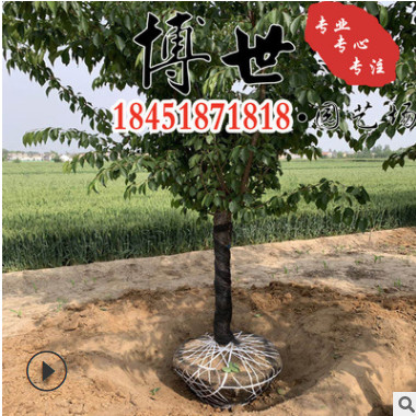 低價批發 櫻花 染井櫻花苗 晚櫻早櫻櫻花苗 基地培育 成活率高